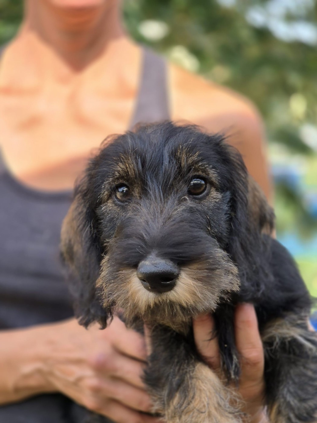 de La Source d'Hypsilon - Chiots disponibles - Teckel poil dur