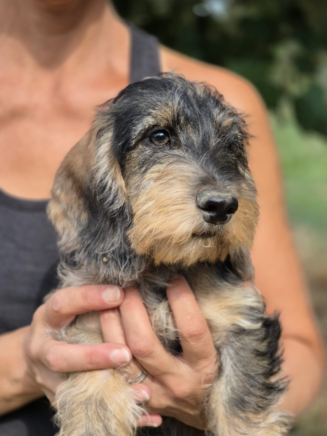 de La Source d'Hypsilon - Chiots disponibles - Teckel poil dur