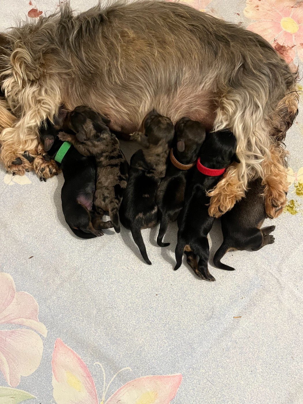 Chiot Teckel poil dur de La Source d'Hypsilon